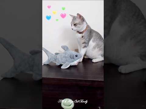I'm going to take a nap with my new baby shark toy - Shuji 😴🥱🩶🩶 #pets #shorts #cutecat