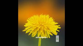 Edible Plants Around Us! @HeathyLivingTips #edibleplants #healthylivingtips