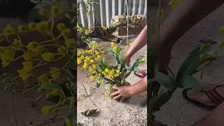 Learning very best grafting wild orchid dendrobium with simple ideas #orchid🌵🌵🌵🌵🌵🌵🌵🌱🌸🍀🌵🌵🌸