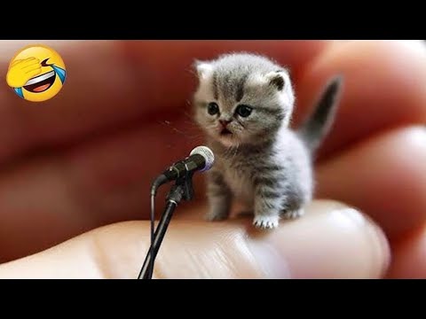 Hilarious animals that will keep you laughing non-stop! 😂