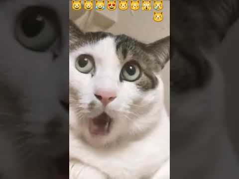 মিউ মিউ মিউআ !cat funny 🙀😽#meow