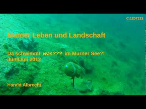 Murner See Unterwasser-Landschaft und -Leben 2012