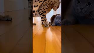 🐱🛡️ When Mom Shows Up #ProtectiveMother #AnimalBehavior #CatDrama #ViralShorts