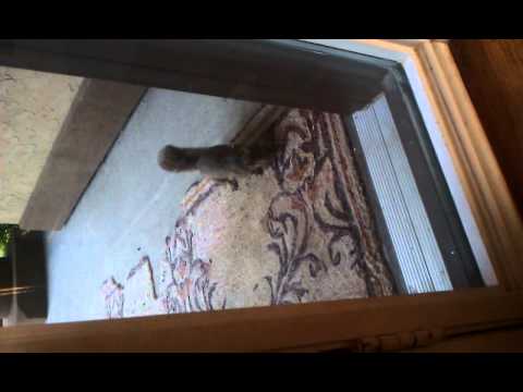 Carpet Muncher