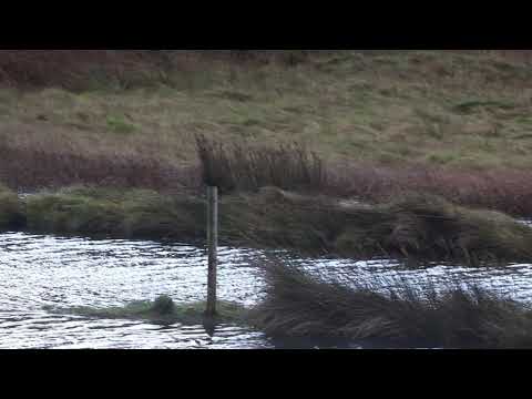 The Art of Otter Watching