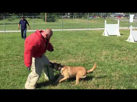 Kentuckiana K9: Foxy Bitework 2