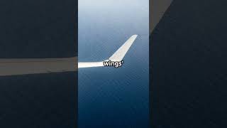 How Do Airplanes Stay in the Sky?