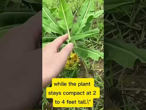 world Most Smallest Banana #short #smallest #Banana #smallestbanana