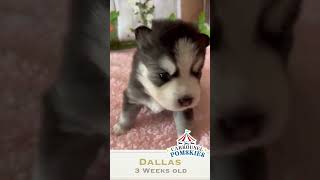 Dallas the 3 week old pomsky is a head turner!