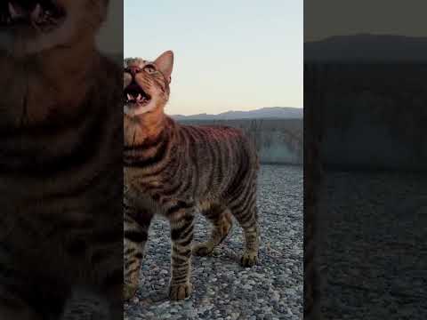 5 Mind Blowing Facts About Cats! #youtubeshorts #facts #fascinatingwildlife #funfacts