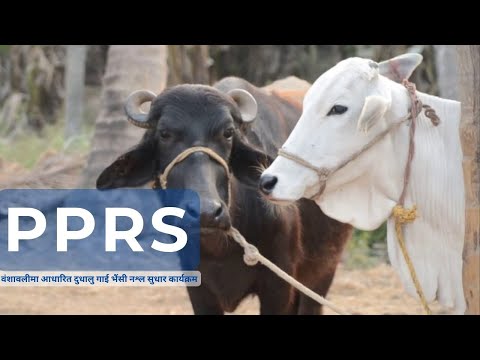 Documentary on वंशावलीमा आधारित दुधालु गाई भैंसी नश्ल सुधार कार्यक्रम (PPRS) | kehi Kura Creation
