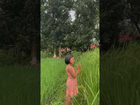 Walk through rice fields #fypシ゚viral #naturemusicforrelaxationandmeditation #nature