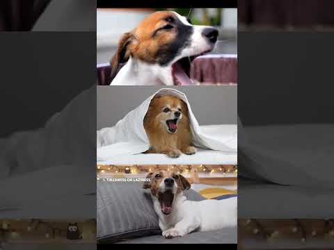 Why Is Yawning So Contagious? 🐶 You Won’t Believe This!