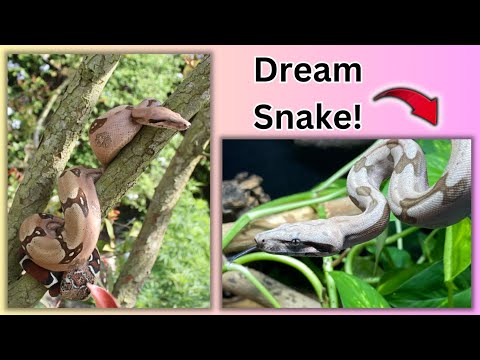 Boa Constrictor Unboxing + Enclosure Setup!