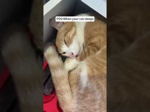 Cat sleep🤣🤣#catsoftiktok #catlover #fyp #cat #funnycat