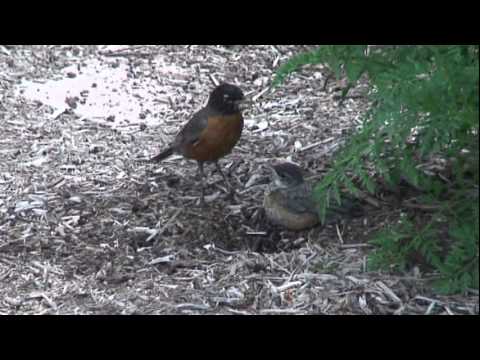 Father Robin teaching his baby how to dig for worms