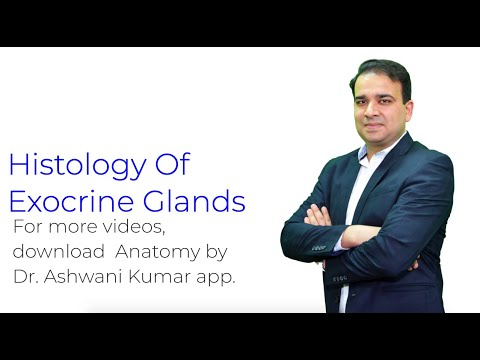 Histology of Exocrine Glands - Anatomy