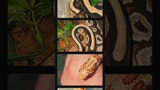 Snakes! #shorts #snake #snakes #royalpython #ballpython #hognose #hognosesnake #cute #pets