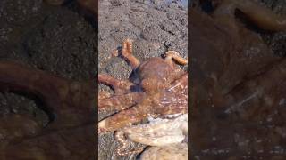 Hawaiian Octopus #octopusdeploy #spearfishing #seafoodprep #hawaiifishing