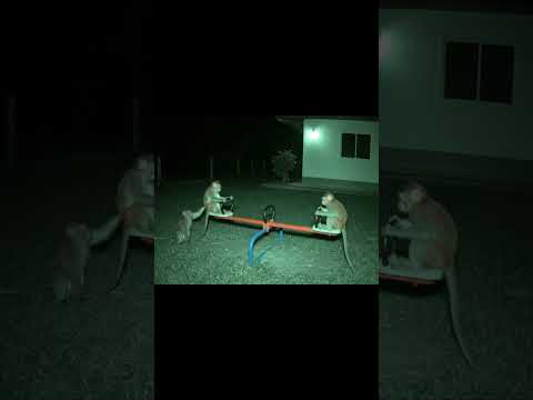 When Monkeys Take Over the Seesaw! 😂🐵  #cctv #shorts