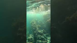 Sunlight dances through the sea  ✨🌊#aquaticpoesy #snorkeling #oceanmagic #sunrays #sealovers