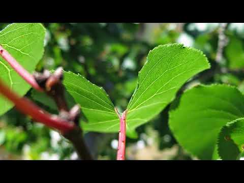 2018 new video