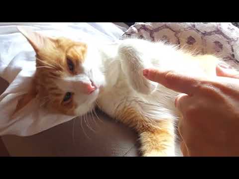 Being naughty to my cat😼😹