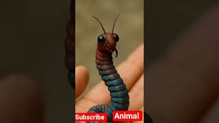 Animal planet sprunki Animal monster hybrid