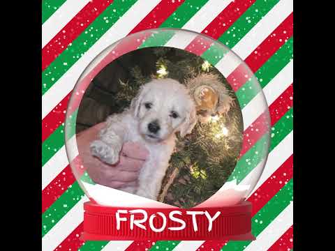English Cream "TeddyBear" Goldendoodles Home By Christmas!  Which will you choose?