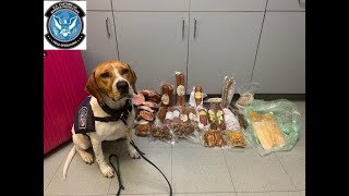 Meet the Beagle Brigade: 100+ Beagles protect America by patrolling airports