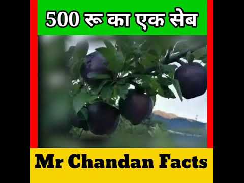 500 रू का एक Apple #shorts || Most Apple in Bharat || Mr Chandan facts #youtubeshorts #facts
