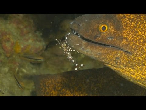 Diving Maurtius 4k