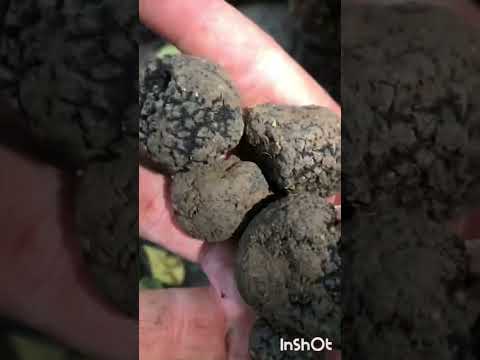 Challenge #2pac #shorts #short #shortvideo #shortsviral #foryou #fyp #dog #truffle #challenge #funny