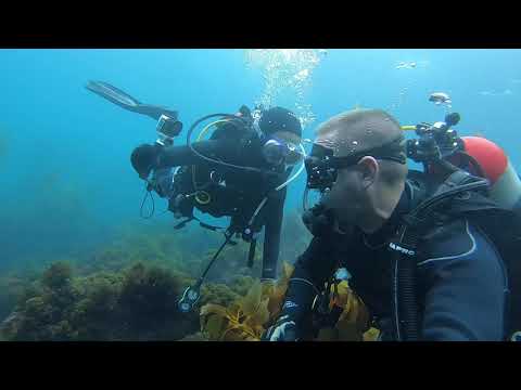 Catalina Dive Park, Avalon | Giant Black Sea Bass spotting | SCDiving 10-11-2020