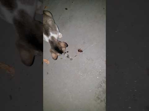 Cat investigating Cockroach #cat #cute #catlover #animals #kitten
