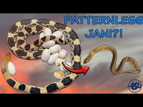 Northern Mexican Pine - New JANI Morph?