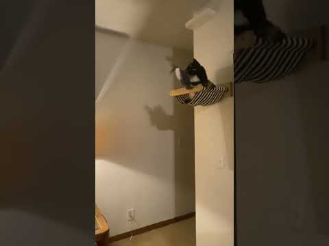 Cats Catching Things Compilation #randymoss #catdad