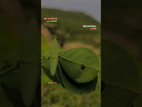 सच्ची मोहब्बत 💔#lovestatus #sad_song #sadstatus #sadshayari #झुठीमोहब्बत #sadstatus #sadshayari