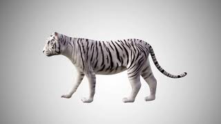 WHITE TIGER 3D MODEL RIGGED AND LOW POLY AR VR VFX Game Ready Model