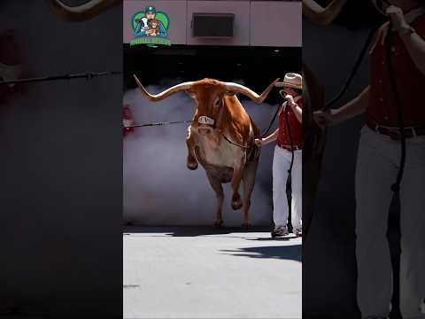 Brave Woman Saves Injured Baby Fox | Emotional Animal Rescue Story 🦊💔✨ #shorts #shortvideos