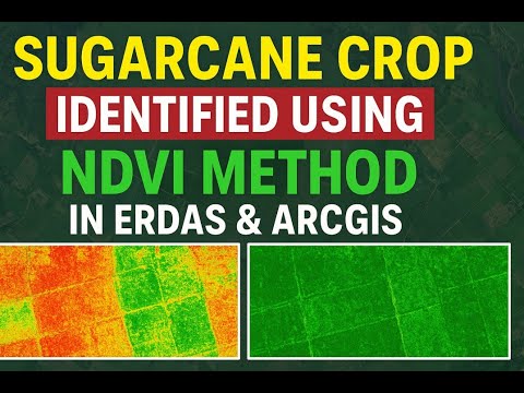 Crop Mapping: Sugarcane Crop Mapping - Crop Classification in ArcGIS. #crop #arcgis #classification