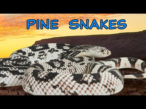 Our PINE SNAKE Collection - (Never Seen Before)
