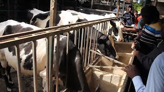 From Dreams to Milk: How Kenyan Farmers are Transforming Lives. #dairy #dairyfarming #dairymilk
