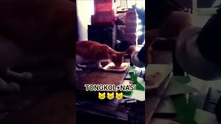 ANAK EMPUS SENANG TONGKOL&NASI SEPERTI ORANG #animalshorts #gudanggokil #comedy #ngakak #kucingimut