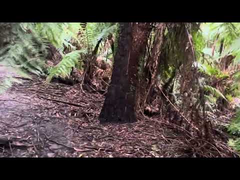 Warburton Victoria AU, September 2024