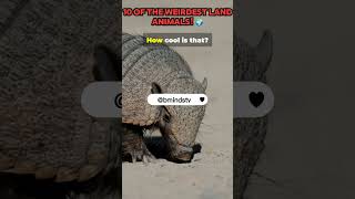 PART 1 - 10 of the Weirdest Land Animals! #facts #curiosityforkids #kidsfacts #science  #learning