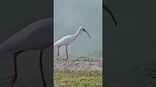 Busy Little Ibis!