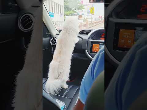 Sometimes I am alone, sometimes I am not, hello#cat# ‎@channal4#cute#cutecat