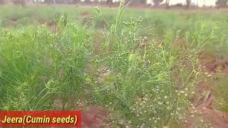 Jeera (Cumin seeds) My farmhouse vlogs video. Mr Indian Vlogs video//