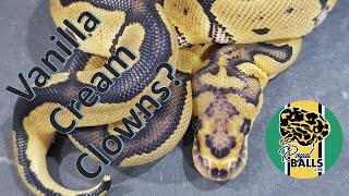 Ball Pythons; Vanilla Cream Clowns